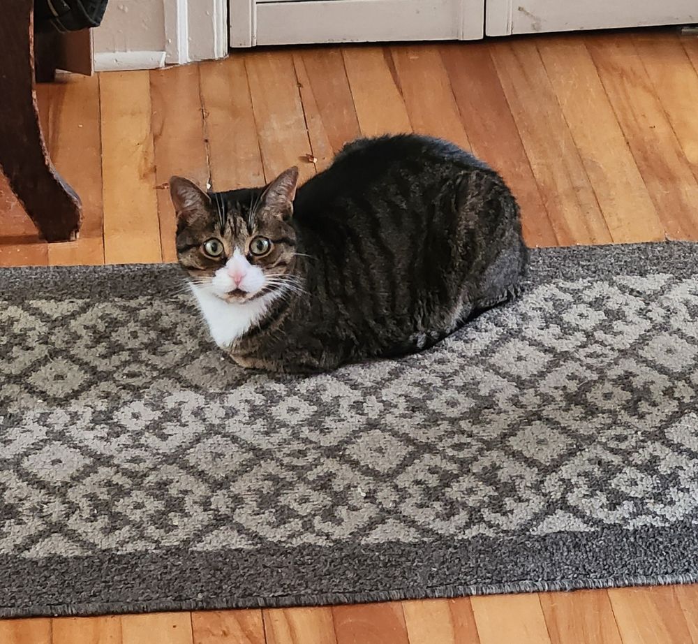 A picture of my cat loafing on the carpet in our front hallway.