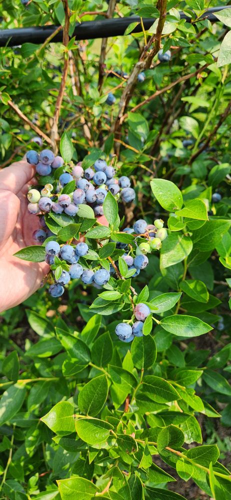 Picture of a branch being held in my left hand that is full of blueberries.