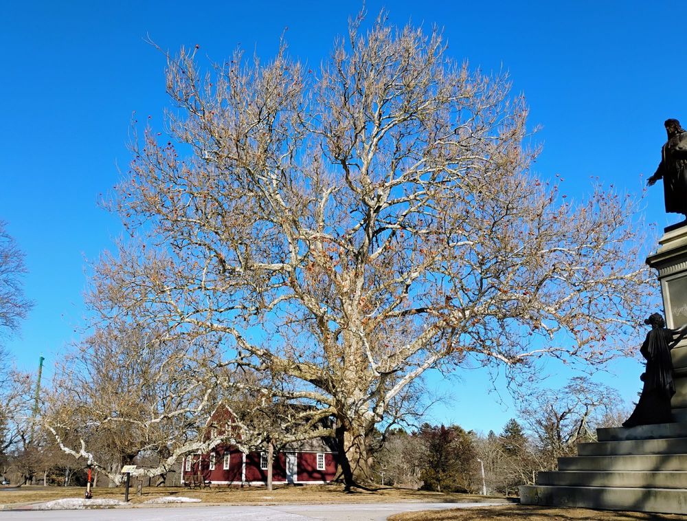 Roger Williams Park, Cranston RI, February 5th 2025.