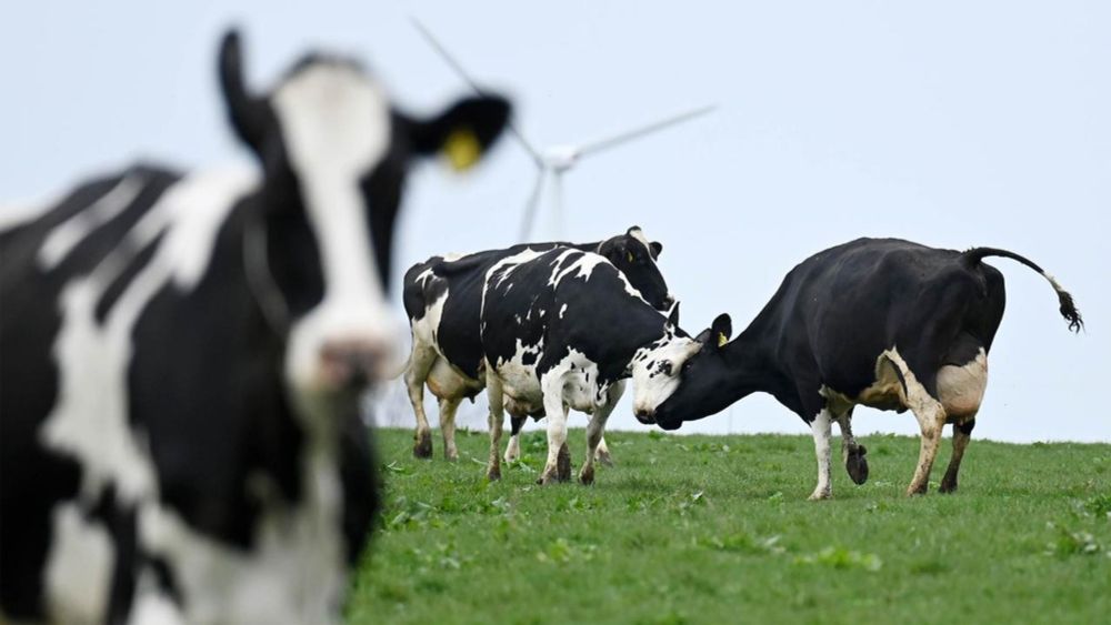 Dänemark plant Klimasteuer für Fleisch- und Milchproduktion