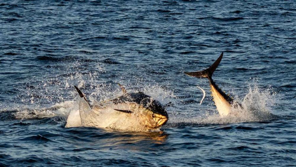 „Tolle Entwicklung der Bestände“: Sensation – dieser Fisch kommt wieder in der Nordsee vor