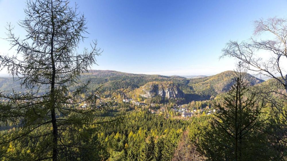 Sachsen: Eine Million vom Bund: Initiative pflanzt "Zukunftswald" für Oberlausitz