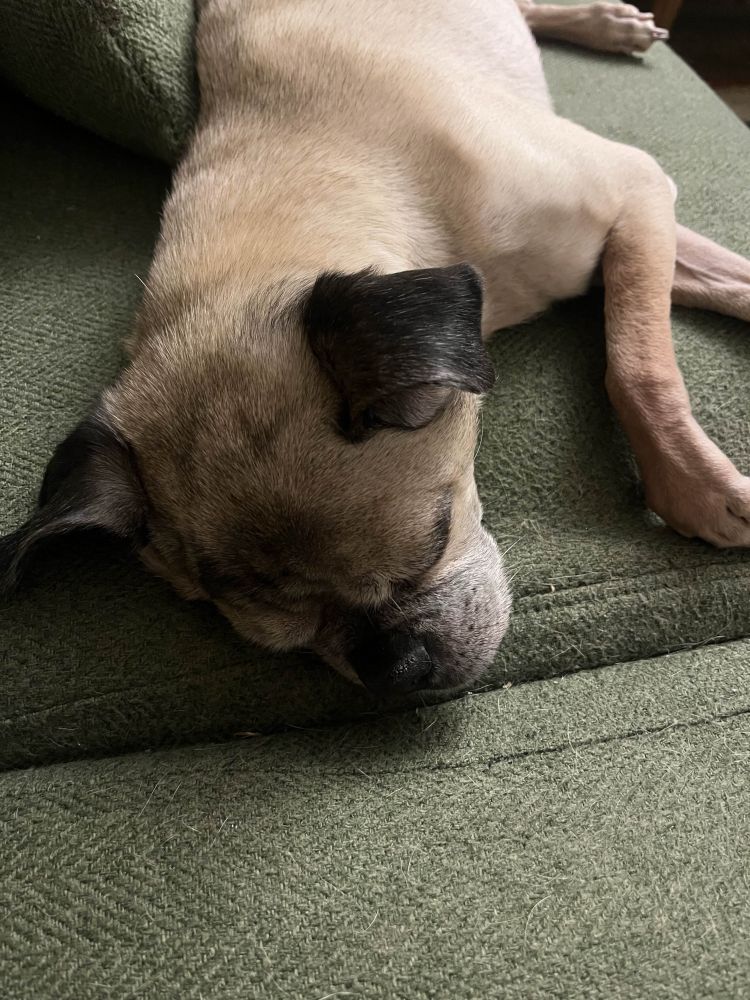 Jaxx sleeping on the sofa.