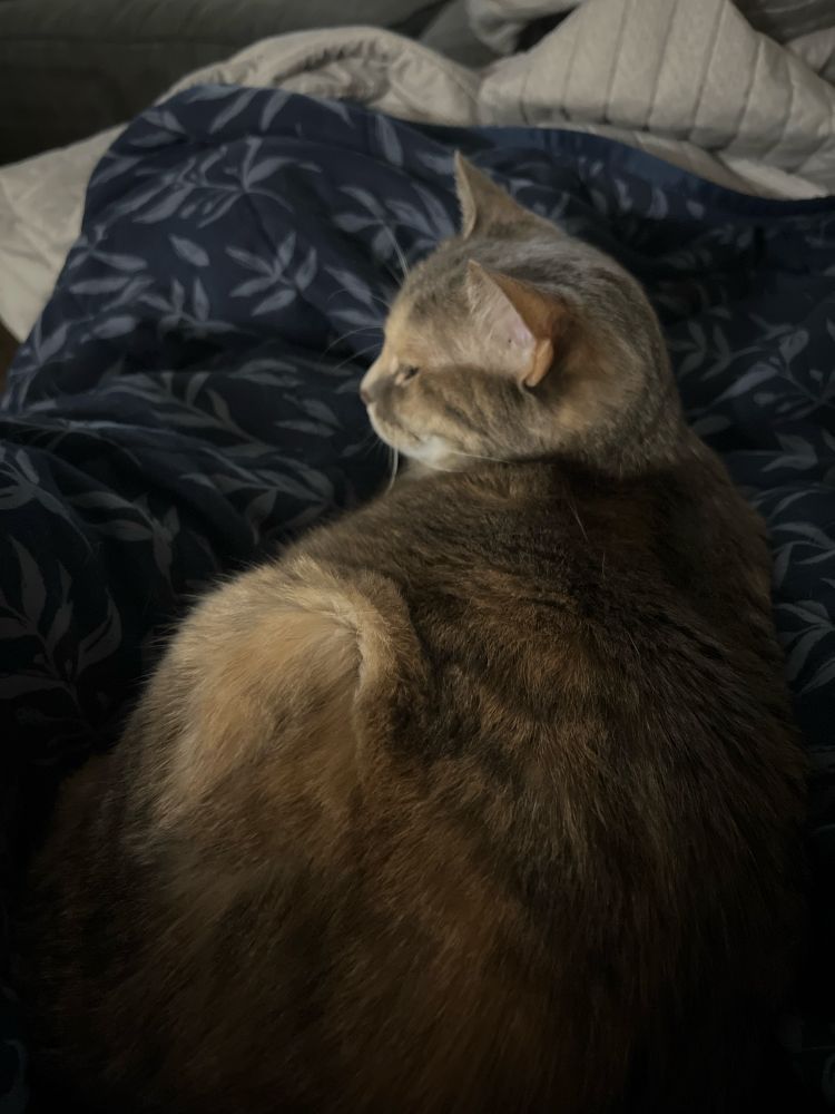 A grey cat sleeping on a dark blue blanket.