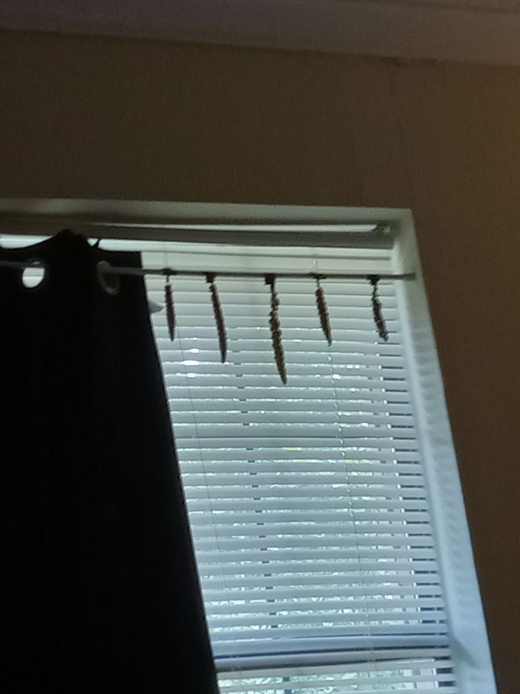 a picture of millet spray hanging on the blinds drying out