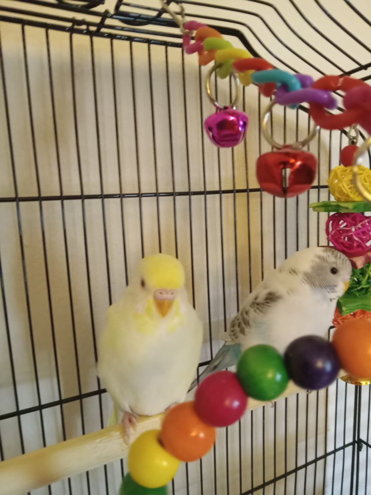 two small parakeets, the left one (mellow) is white with small yellow markings, the right one (dulcet) is grey with blue markings on their tail and underside.
