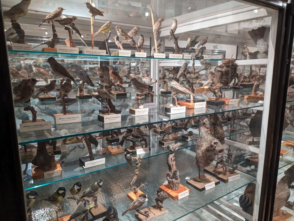 Vycpaní drobní pěvci