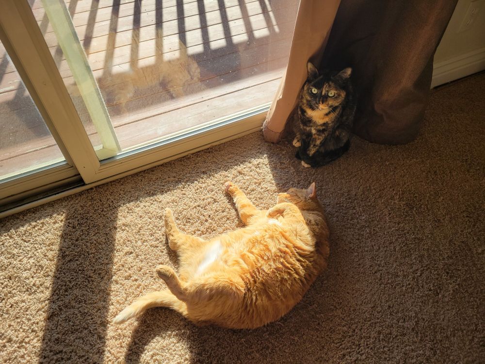 Voluptuous ginger tabby laying w tummy partly up in a sunspot on carpet near sliding glass door with lurking torty near curtain on upper right