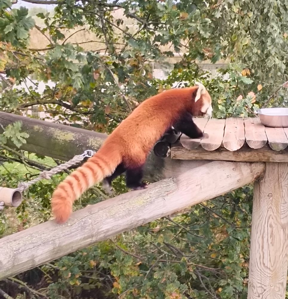 A red panda walking up a log to a platform with a bowl on it. It is impossible to overstate how hecken adorable this ginger foxlike panda is