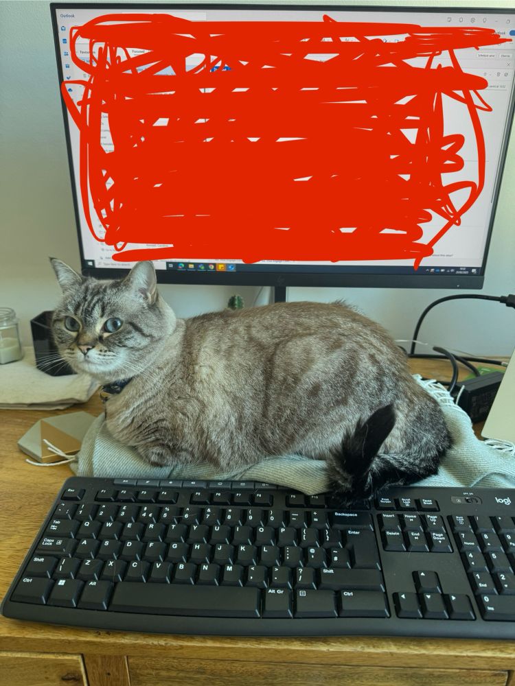 A blue-eyed, silver chinchilla Persian/British shorthair cat sitting on a desk next to a computer screen and a keyboard 