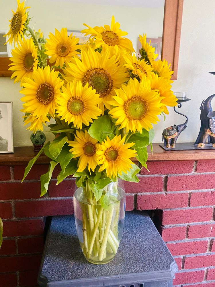 A big bunch of sun flowers in a vase on a stove with a brick fireplace in the background 