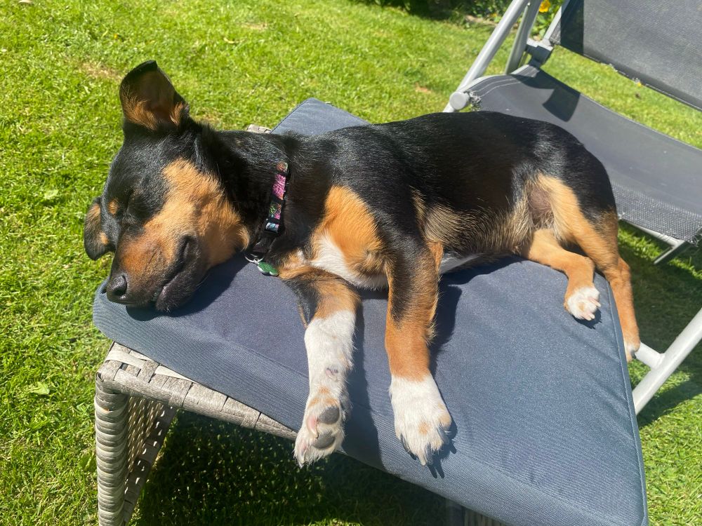 Black and brown jack Russel panned out on a stool on the sun. She’s lying on her side baking in the harsh sun 
