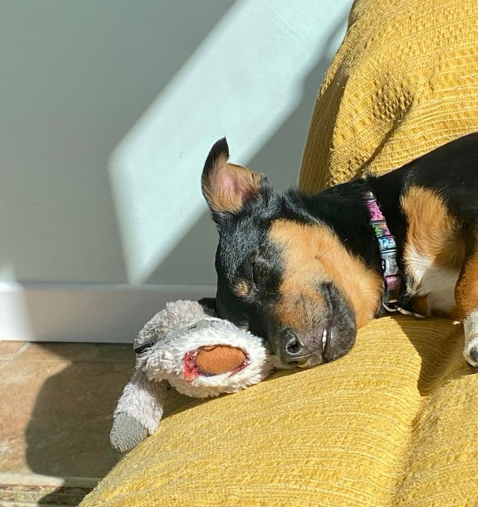 A small black and brown jack Russel is sleeping peacefully on a yellow couch in a sunbeam. The dog is resting its head on a worn stuffed toy with a torn head.