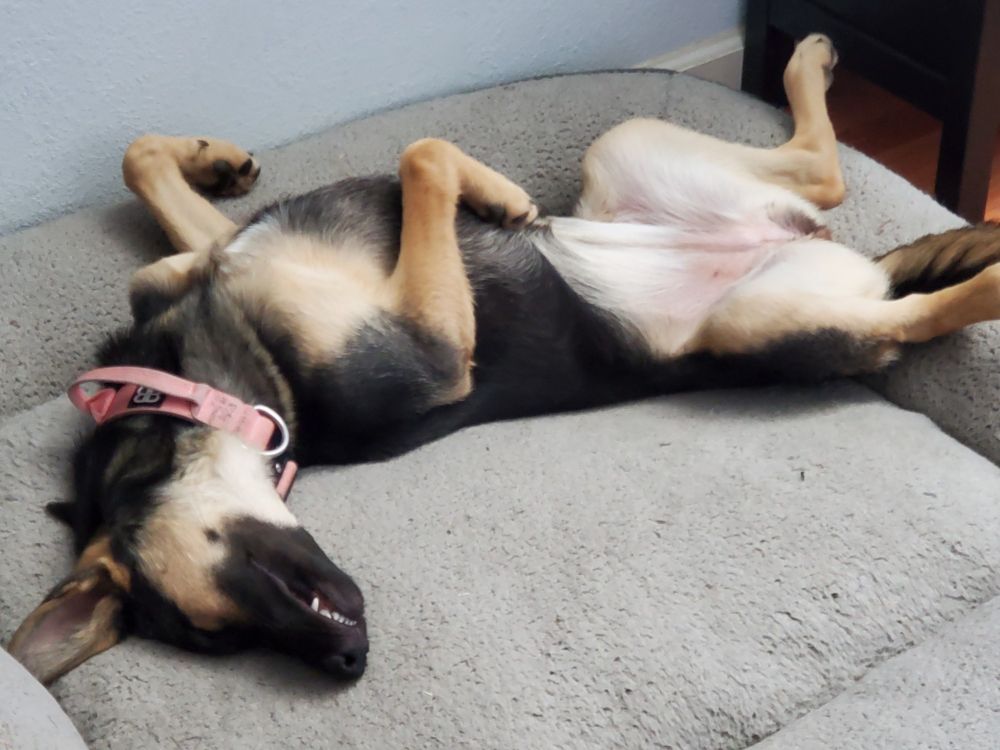 Mostly black Shepinois sleeping in the typical shepherd fashion