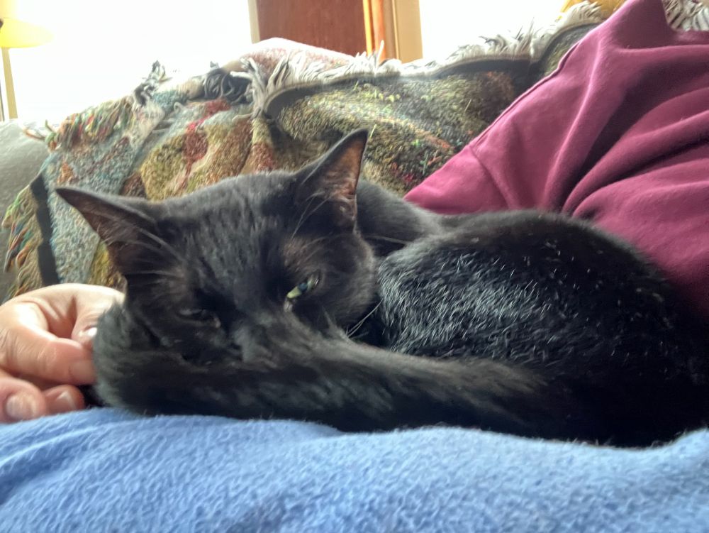 A truly stunning black cat named The Mayor is curled up with his eyes just slightly open.