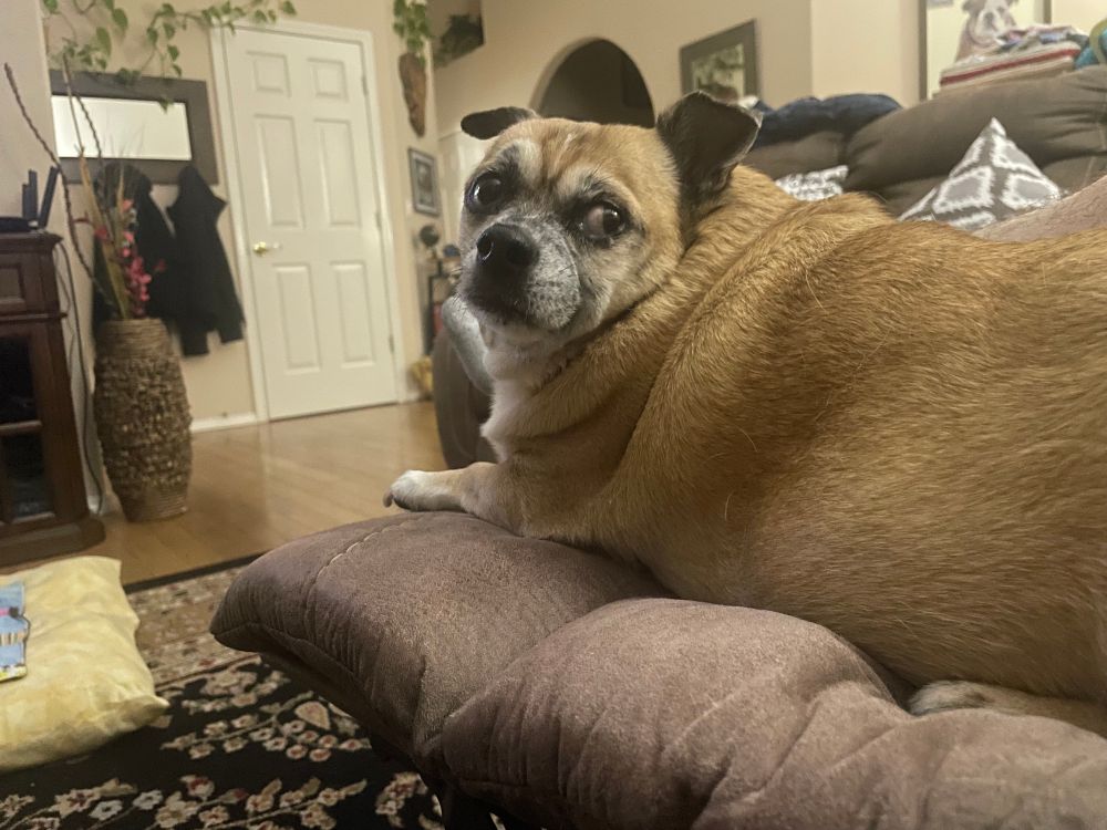 Carmen looking back, wondering why I stopped scratching her butt. 
