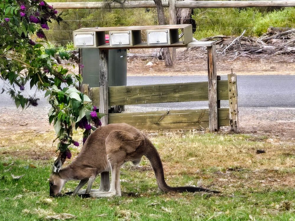 A young male kangaroo eating green grass on a front lawn. Mail box, a bin and street behind him.