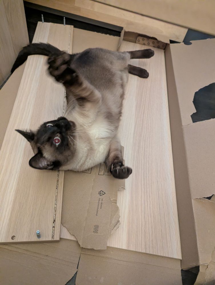 Lupin dit Lupinou le voyou en pleine séance de sport sur ce qui pourrait devenir un tiroir Ikea si monsieur voulait bien se pousser