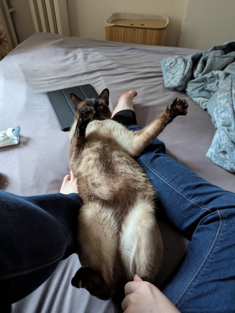 Mon petit Lupin super mignon allongé sur le dos les papattes en l'air, prêt a recevoir des gratouilles de ventre bien méritées parceque c'est un bon lupinou