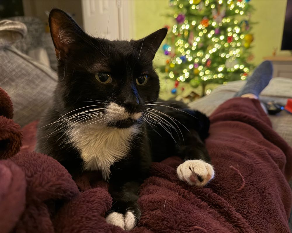 A cute tuxedo cat chilling on his mama’s lap in front of a Christmas tree
