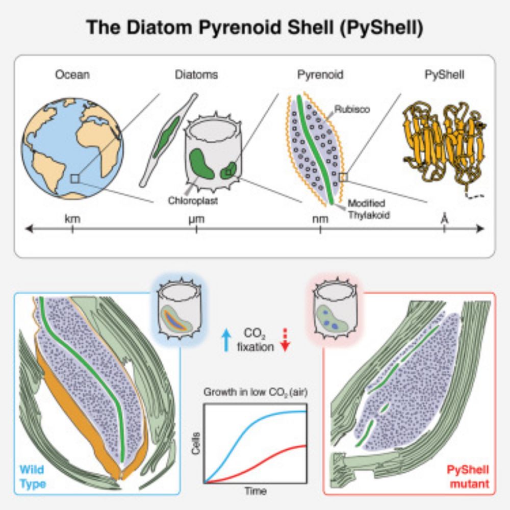 Diatom pyrenoids are encased in a protein shell that enables efficient CO2 fixation