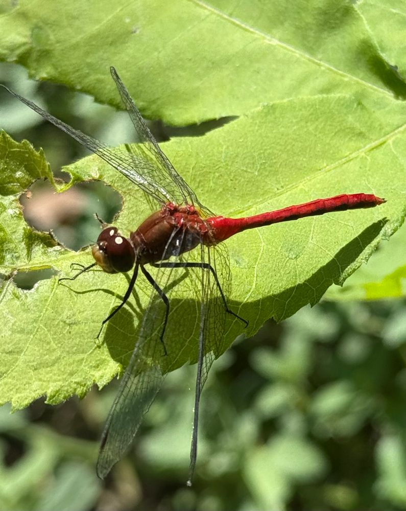 A red dragonfly on a leaf