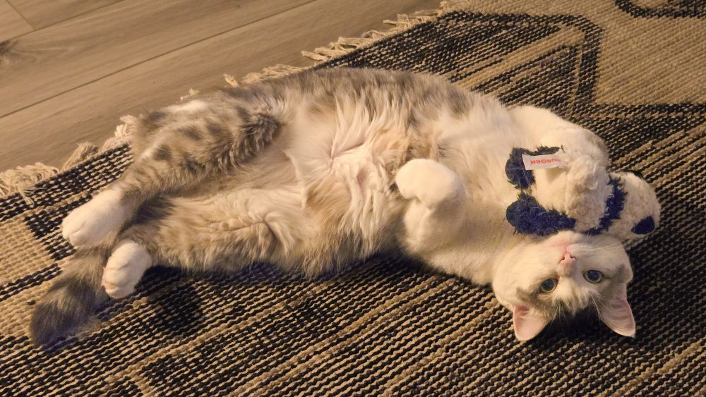 Picture is of my cat, Wilma, cradling her panda stuffed animal.