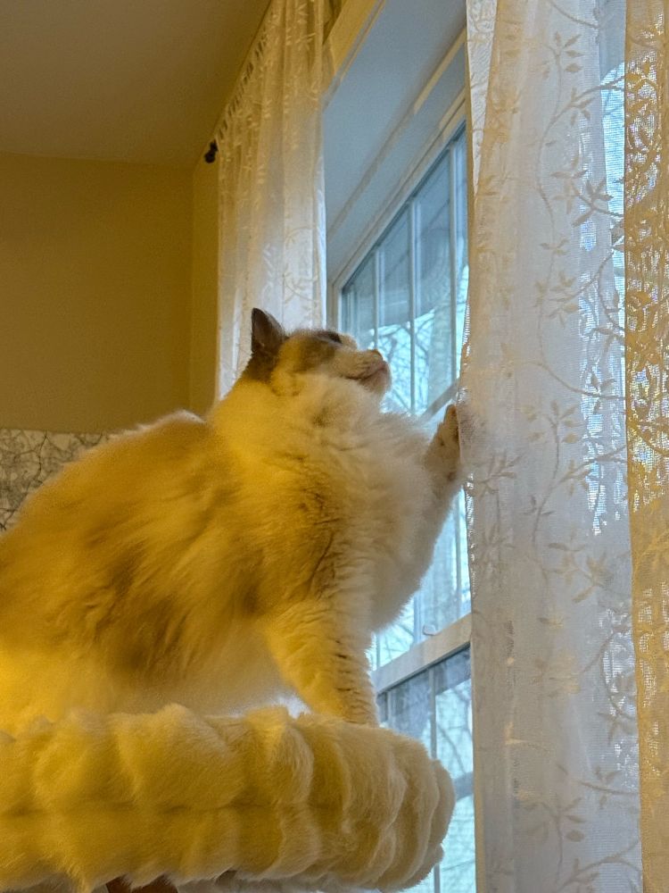 Mimi the ragdoll cat grabbing the curtains