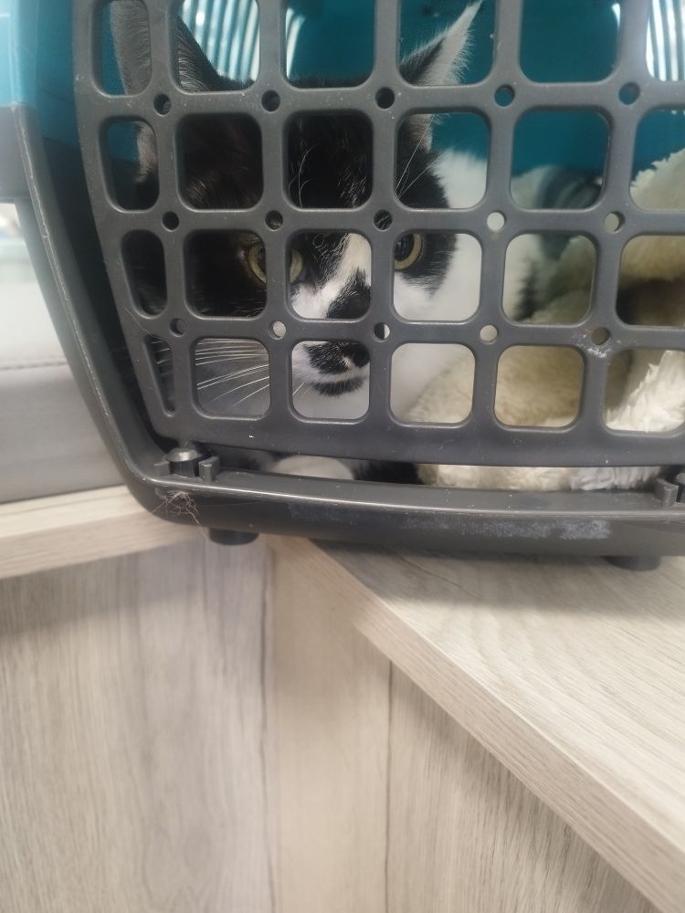 Mimine, chatte noire et blanche, dans sa caisse de transport dans la salle d'attente du véto, elle regarde dans le vide