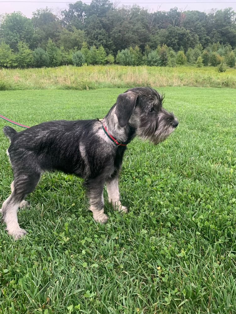 A schnauzer puppy standing in a field of grass.