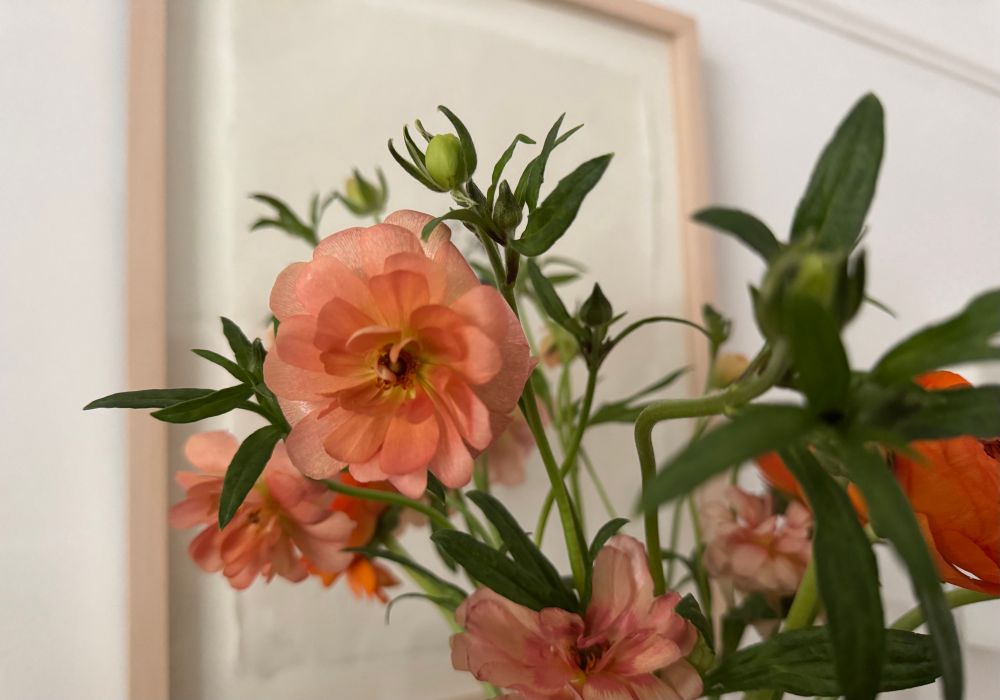 Butterfly ranunculus. 