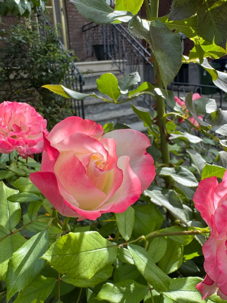 Pink white yellowy cream. Double delight rose. 