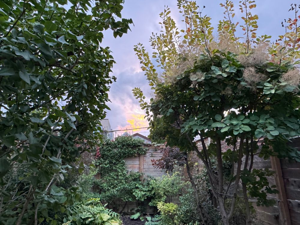 Sunset. Pink clouds. Smokebush. Lilac. Wire. 