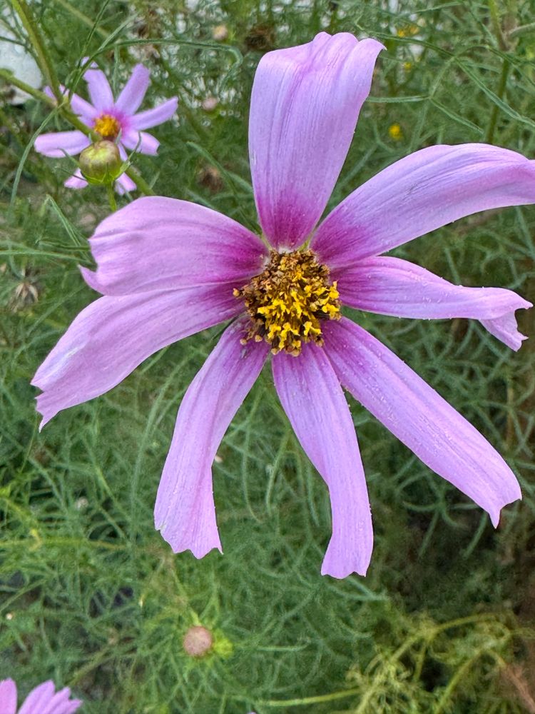 Pinkie cosmos with a darker pink center and yellow stamen. 