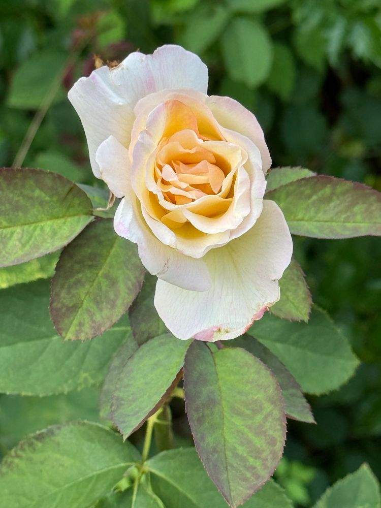 A yellowish rose. 