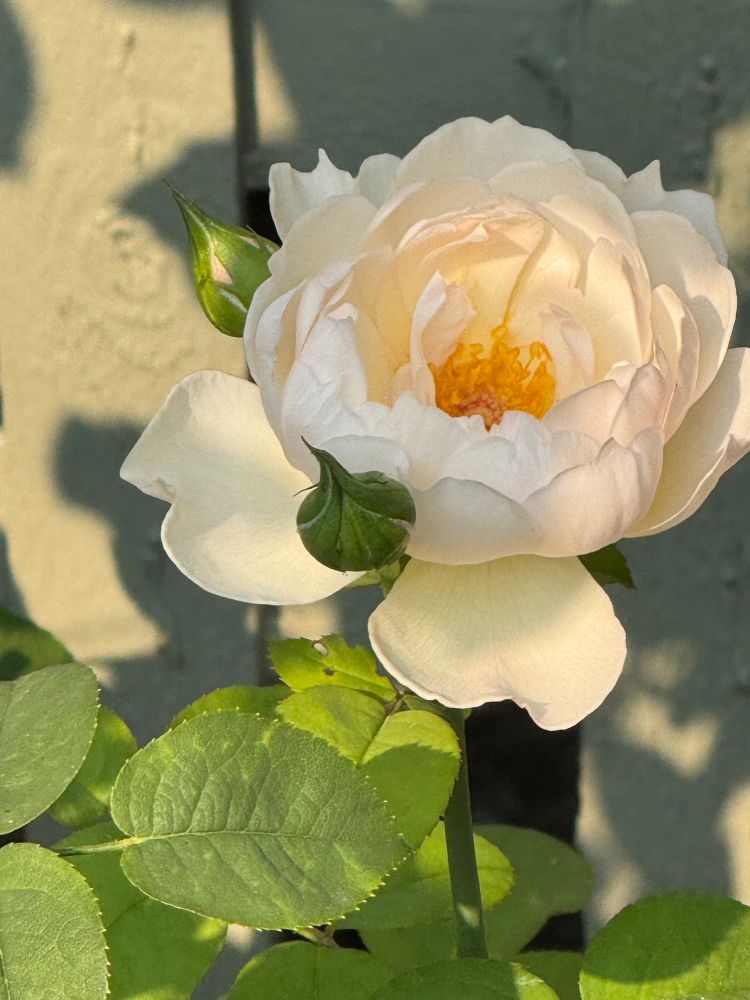 Hermione rose. Pale pink. Brilliant yellow inside. 