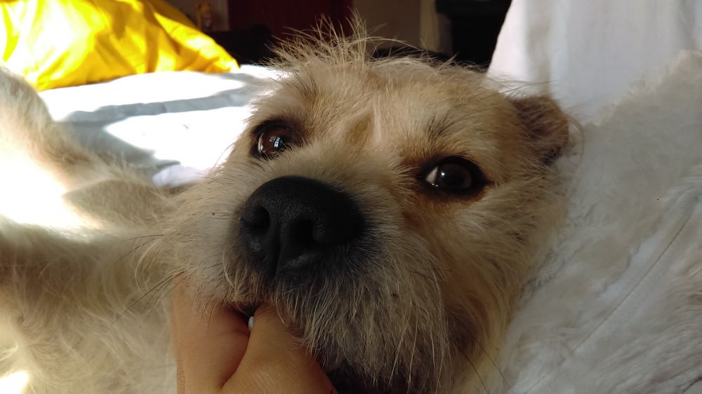 Hungry but too lazy to get up for food so she starts eating you.