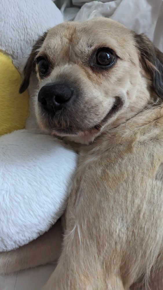 Human dog with big anime eyes smiles at you(me)