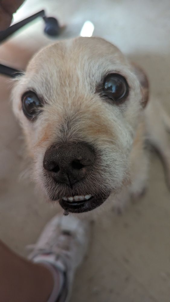 Ugly dog. Has the face of Donkey from Shrek.