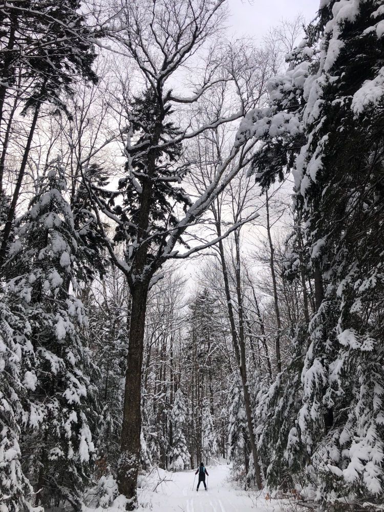 A skier descends in the forest next to a large tree 
