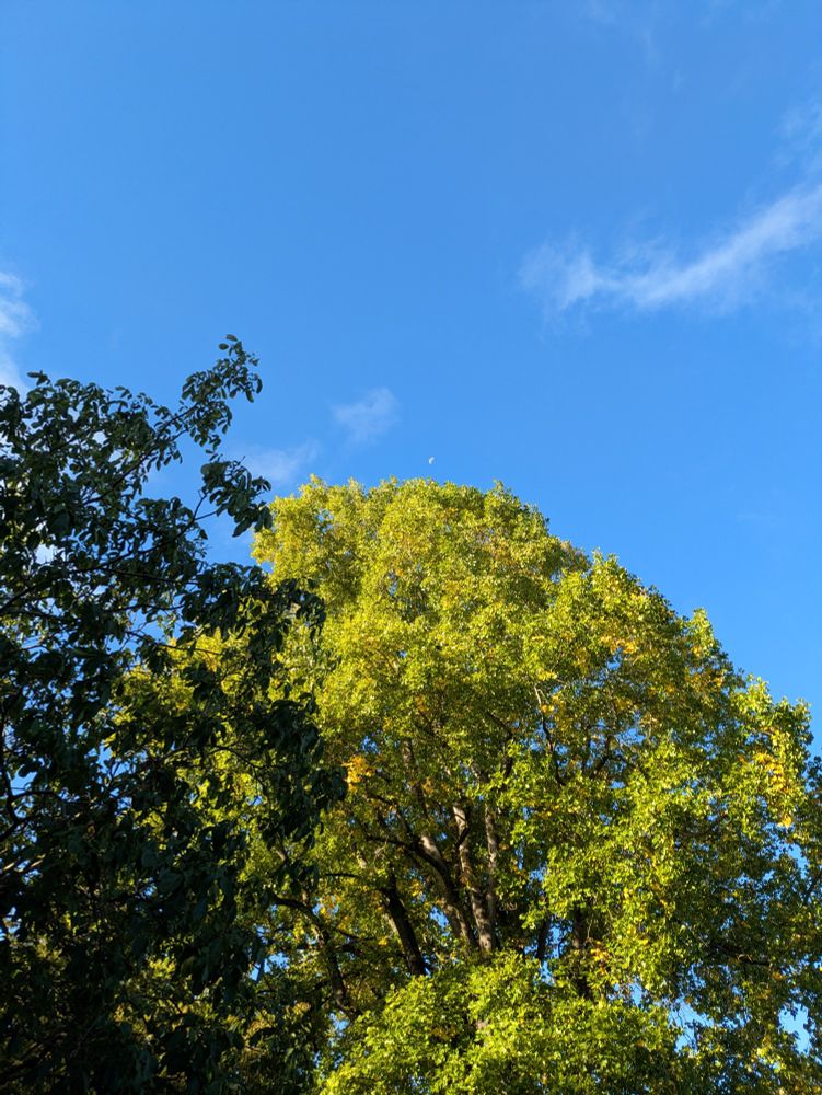a giant tree slowly turning gold with the moon in a blue sky. 