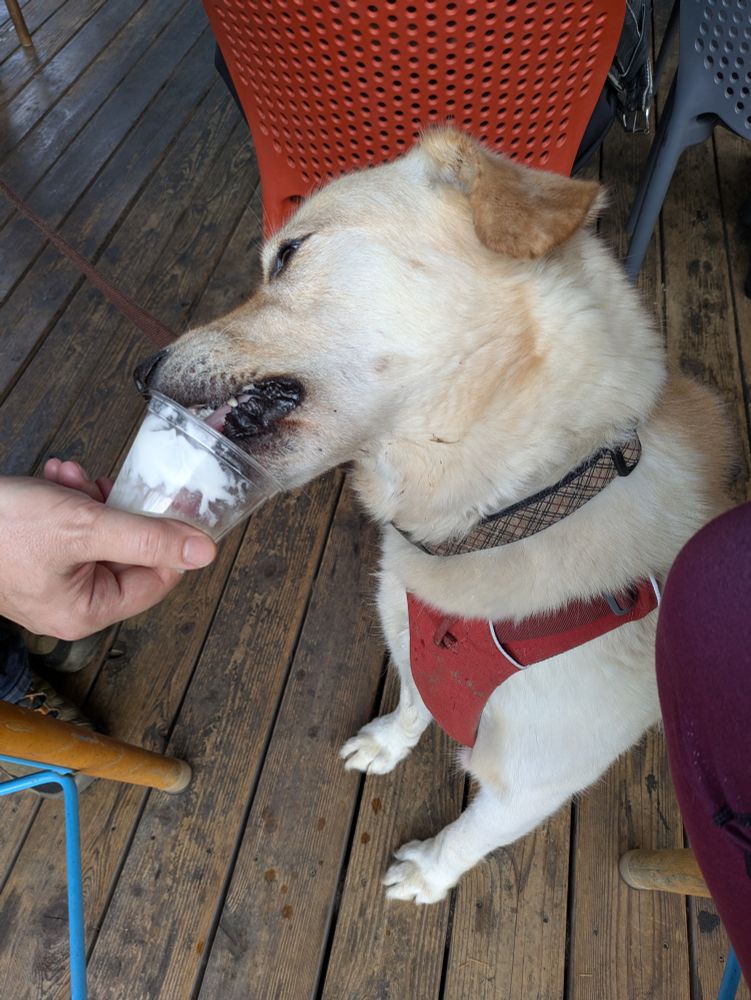 A golden dog totally housing a cup of vanilla ice cream. 