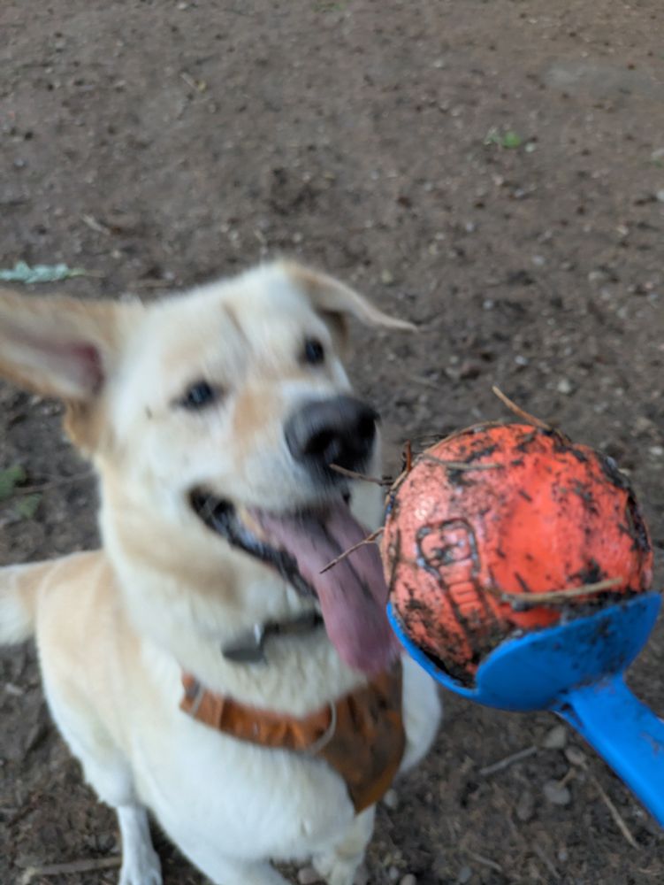 A golden dog bouncing at an orange tennis ball. 