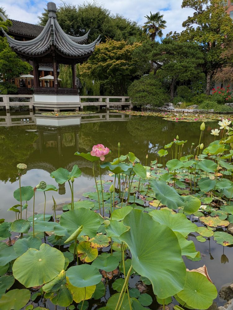 Blooming lotus flowers on a lake in front of a sculptural pavilion. It is the height of summer in Portland's Chinese garden. 
