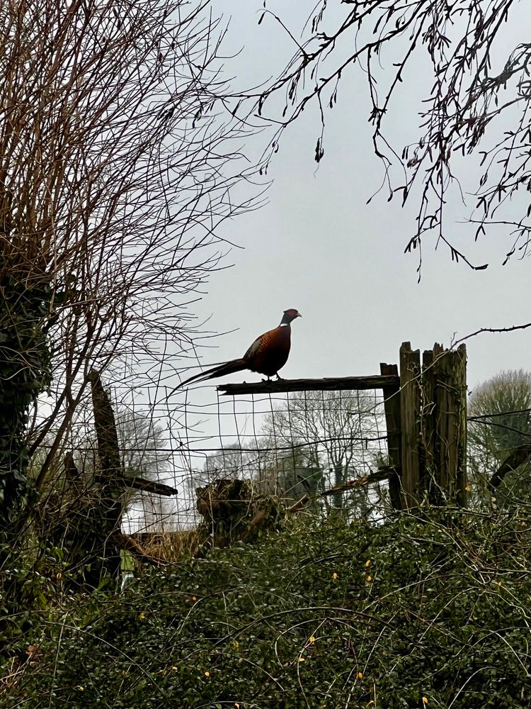 A small dinosaur/bird sitting on a fence in the English countryside 