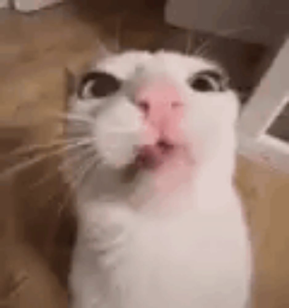 a close up of a white cat with a pink nose .