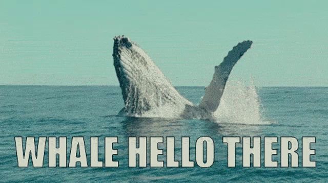 a picture of a humpback whale jumping out of the ocean with the words whale hello there below it