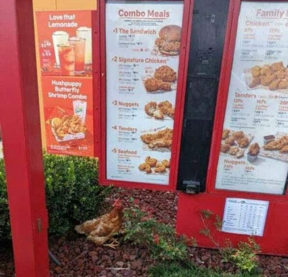 A chicken hanging out under the drive through menu at a fried chicken franchise
