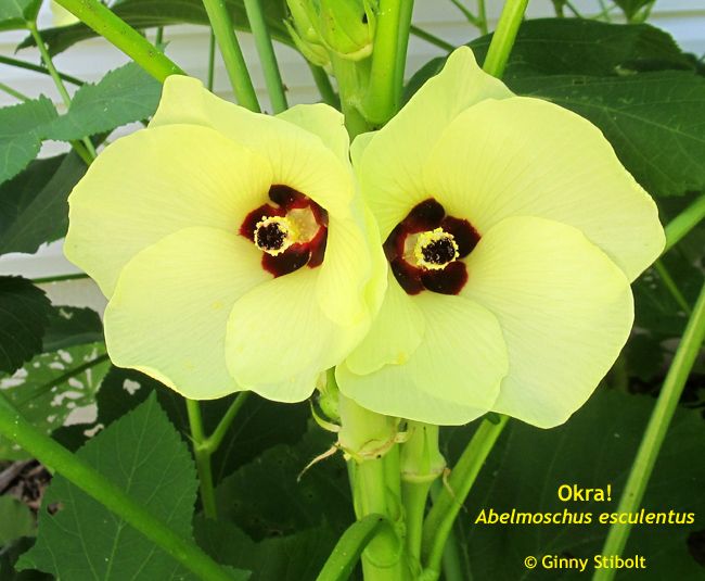 Photo of 2 showy flowers with 5 pale yellow petals & dark maroon centers with thick stigmas covered in yellow protruding from the cneters.
The 2 flowers are groing next to each other on a fat, pale green stem. Dark green leaves are in the background. 
Text says, "Okra! Abelmoschus esculentus"
