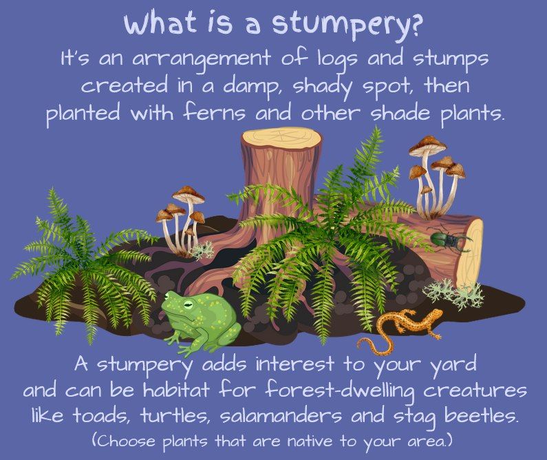 Drawing of a stump & log on a dirt mound with 2 groups of mushrooms, 2 bunches of ferns, a green frog and an orange lizard. 
Text says, "What is a stumpery? It's an arrangement of logs and stumps created in a damp shady spot, then planted with ferns and other shade plants. A stumpery adds interest to your yars and can be habitat for forest-dwelling creatures like toads, turtles, salamanders and stag beetles. (Choose plants that are native to your area)"